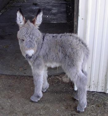 mini donkeys