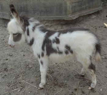 mini donkeys