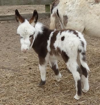 mini donkeys