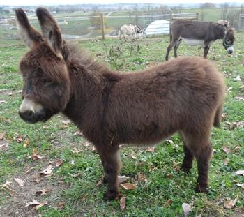 mini donkeys