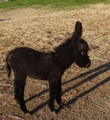 mini donkeys