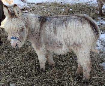 mini donkeys