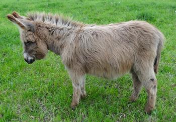 mini donkeys