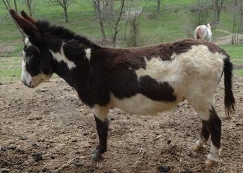 mini donkeys