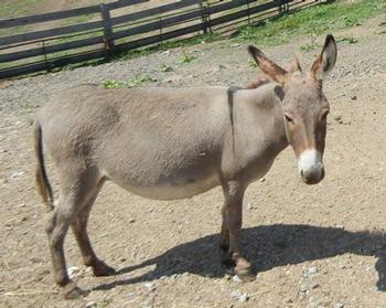 mini donkeys