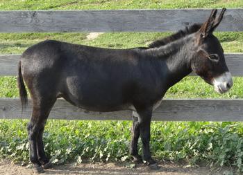 mini donkeys