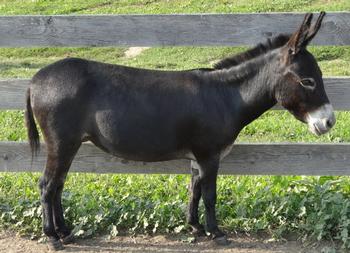 mini donkeys