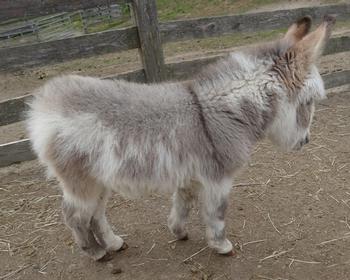 mini donkeys