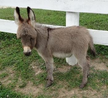 mini donkeys