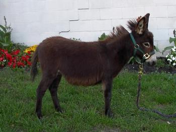 mini donkeys