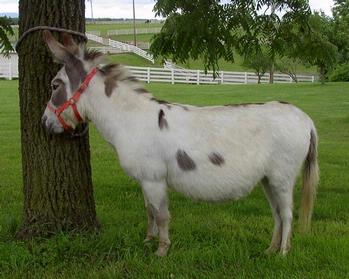 mini donkeys