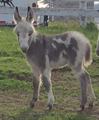 mini donkeys