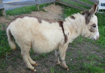 mini donkeys