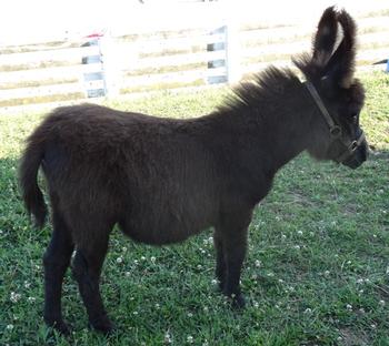 mini donkeys