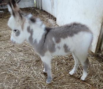 mini donkeys