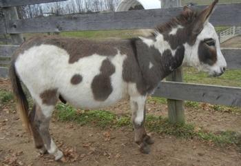 mini donkeys