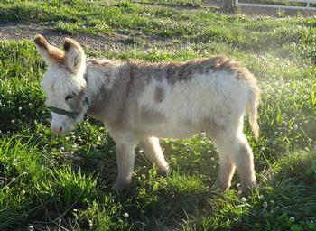 mini donkeys