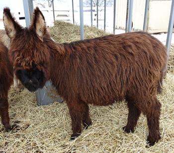 mini donkeys