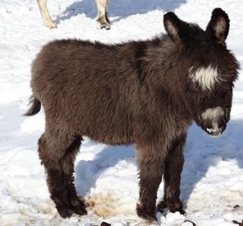 mini donkeys