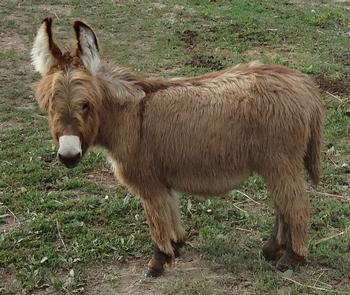 mini donkeys