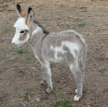 mini donkeys