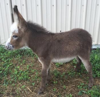 mini donkeys