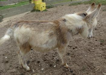 mini donkeys