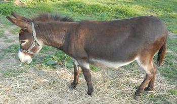 mini donkeys