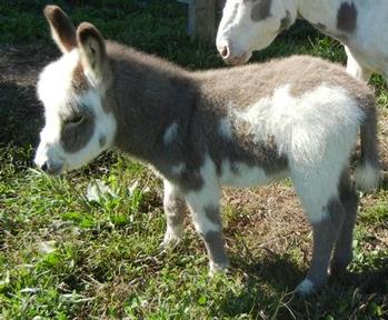 mini donkeys