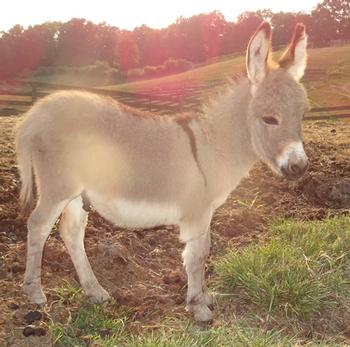 mini donkeys