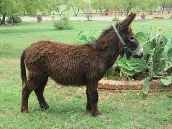 mini donkeys