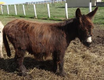 mini donkeys