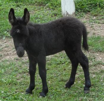 mini donkeys