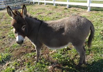 mini donkeys