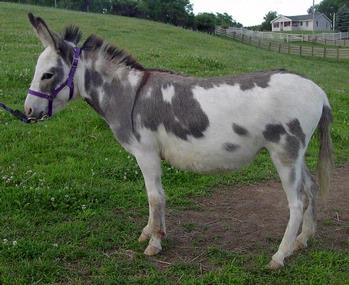 mini donkeys