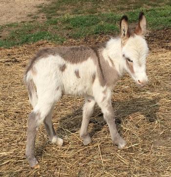 mini donkeys