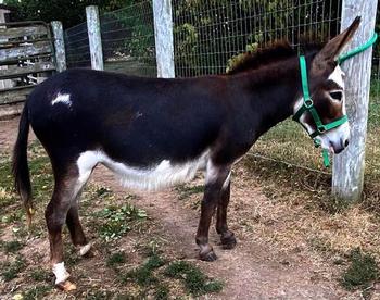 mini donkeys