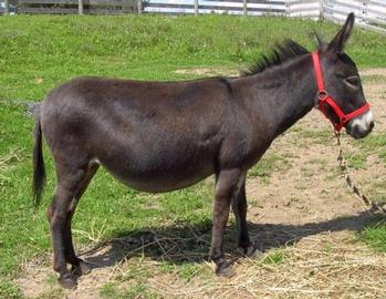 mini donkeys