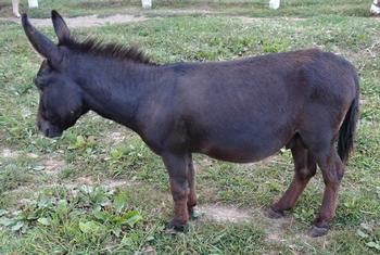 mini donkeys