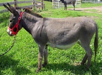 mini donkeys