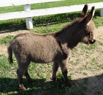 mini donkeys