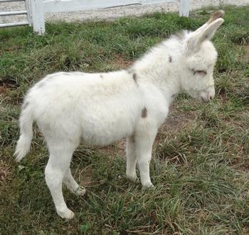 mini donkeys