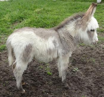 mini donkeys