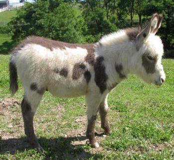 mini donkeys