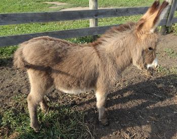 mini donkeys