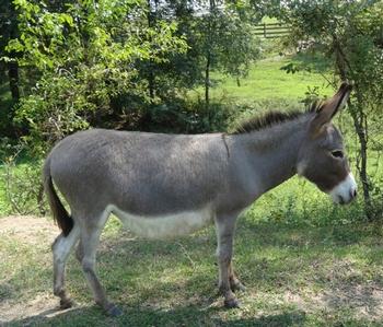 mini donkeys