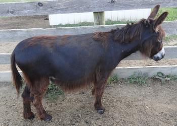 mini donkeys