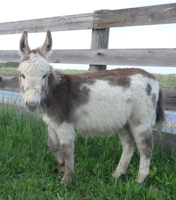 mini donkeys