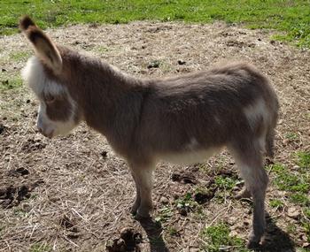 mini donkeys