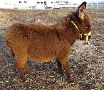 mini donkeys